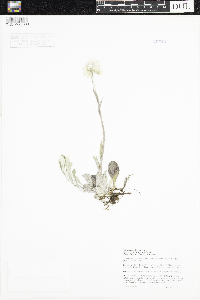 Antennaria parlinii subsp. fallax image