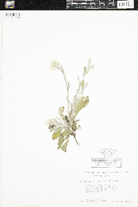 Antennaria parlinii subsp. fallax image