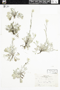 Antennaria parlinii subsp. fallax image