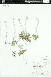 Antennaria howellii subsp. petaloidea image