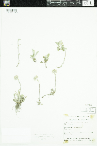Antennaria howellii subsp. petaloidea image