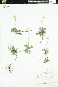 Antennaria howellii subsp. petaloidea image