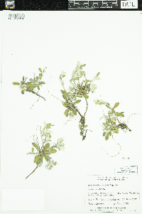 Antennaria howellii subsp. petaloidea image