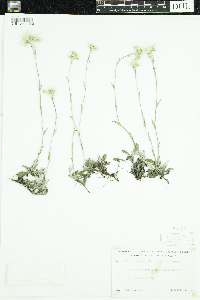 Antennaria howellii subsp. petaloidea image