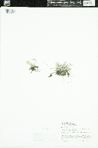 Antennaria microphylla image