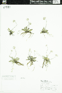 Antennaria microphylla image