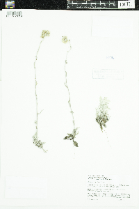 Antennaria neglecta image