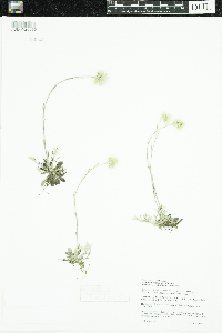 Antennaria howellii image
