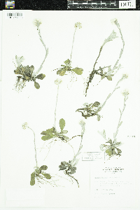 Antennaria neglecta image