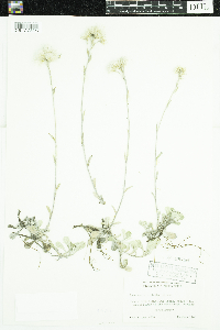 Antennaria neglecta image