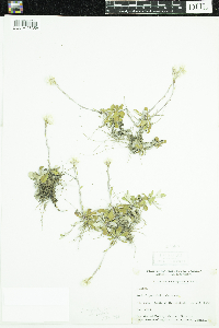 Antennaria neglecta image