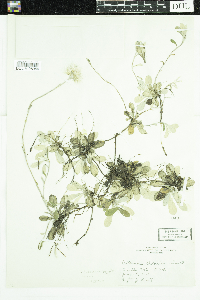 Antennaria neglecta image