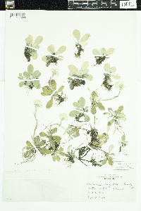 Antennaria neglecta image