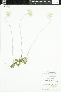 Antennaria neglecta image