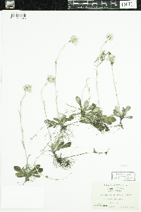 Antennaria neglecta image