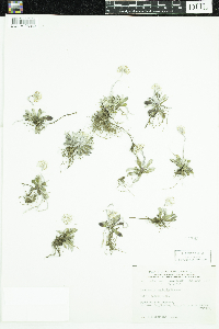 Antennaria neglecta image