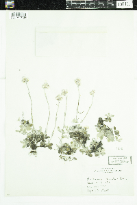 Antennaria neglecta image