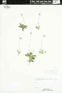 Antennaria neglecta image