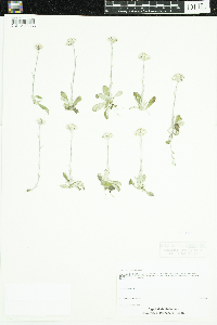 Antennaria neglecta image