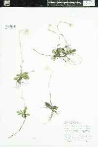 Antennaria howellii image