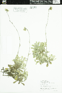Antennaria neglecta image