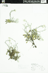 Antennaria howellii image