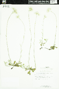 Antennaria neglecta image
