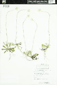 Antennaria neglecta image