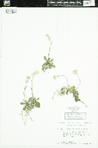 Antennaria neglecta image
