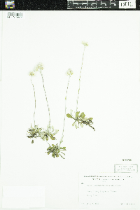 Antennaria neglecta image