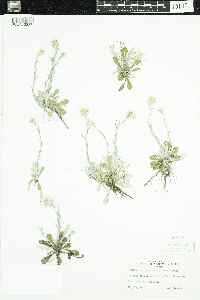 Antennaria neglecta image
