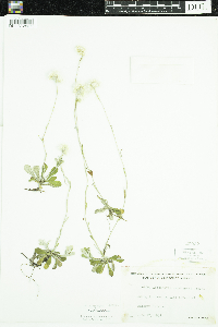 Antennaria neglecta image