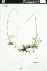 Antennaria neglecta image
