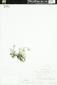Antennaria neglecta image