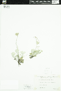 Antennaria neglecta image