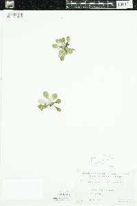 Antennaria neglecta image