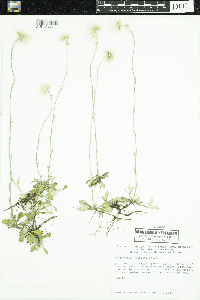 Antennaria neglecta image