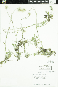 Antennaria neglecta image