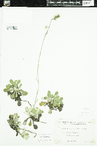 Antennaria neglecta image