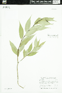 Salix lucida image