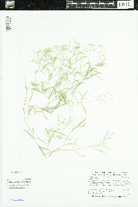 Stellaria longifolia image