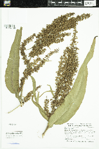Rumex britannica image