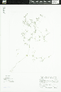 Galium trifidum image