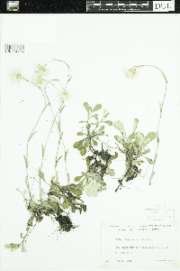 Antennaria parlinii subsp. fallax image