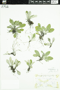 Antennaria parlinii subsp. fallax image