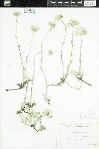 Antennaria parlinii subsp. fallax image
