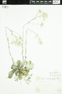 Antennaria parlinii subsp. fallax image
