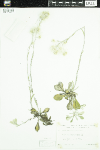 Antennaria parlinii subsp. fallax image