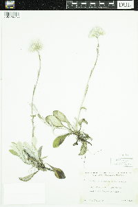 Antennaria parlinii subsp. fallax image