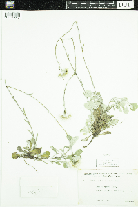 Antennaria parlinii subsp. fallax image
